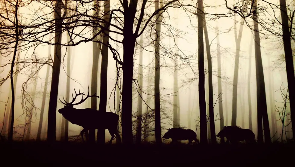 Animales celtas en el bosque