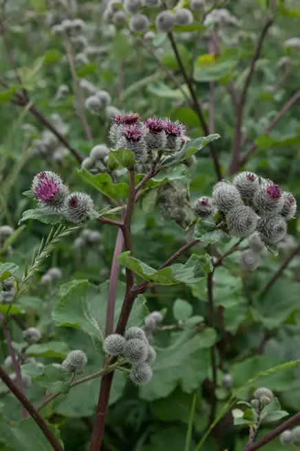 La bardana, una planta con impresionantes propiedades medicinales