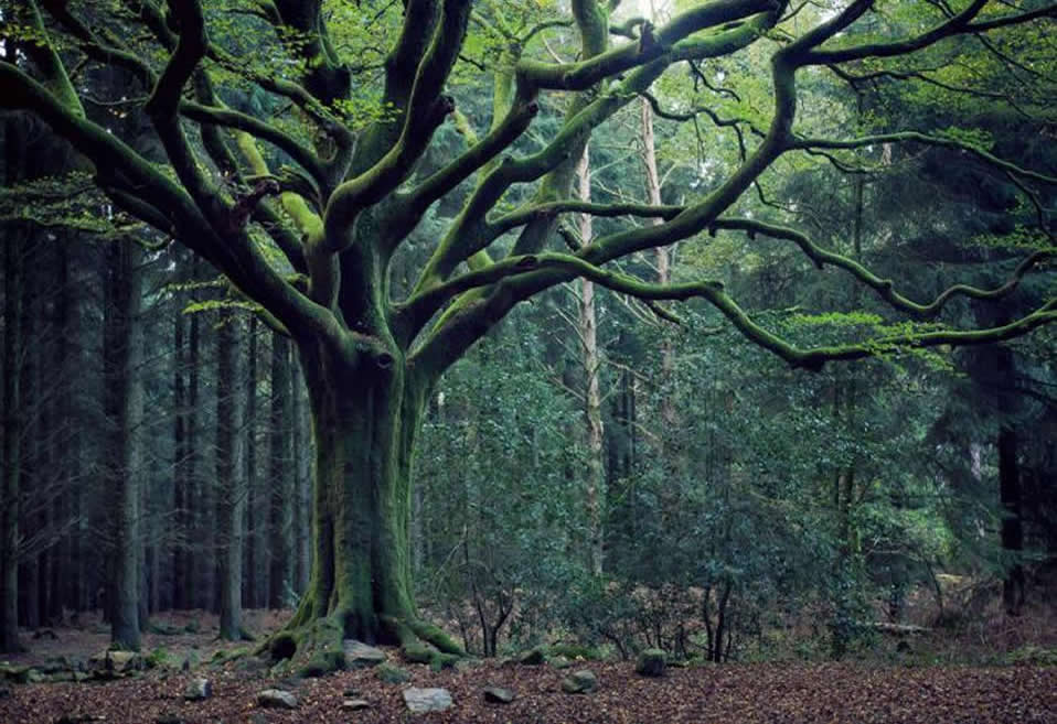 El sagrado bosque celta de Broceliande