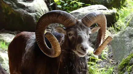 El carnero, la fuerza bruta de la naturaleza celta