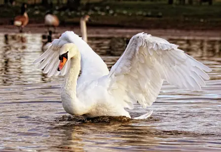 El cisne, el mensajero celta de los muertos