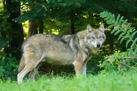 El lobo, el valiente guerrero celta