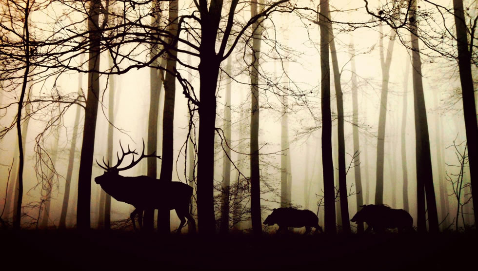 Celtic animals on the forest