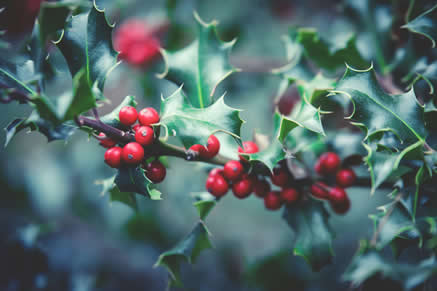 Holly branch, sacred tree of the Celts, symbol of resilience and bravery