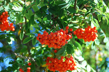 Rowan branch with its red berries, renowned among the Celts for its ability to provide a shield against the destructive forces of nature.