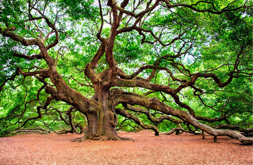 Sacred Celtic oak embodying divine power on Earth, a sacred bridge between the celestial and earthly realms.