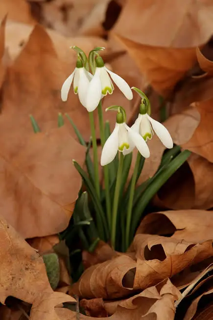 Campanilla de invierno