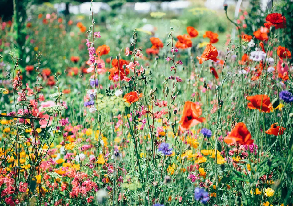 Campos de flores silvestres, inspiración para joyería floral