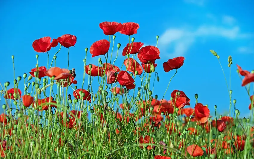 Campos de amapolas