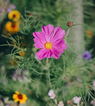 Flores de cosmos