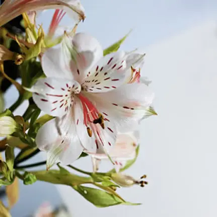 Flores de lirio