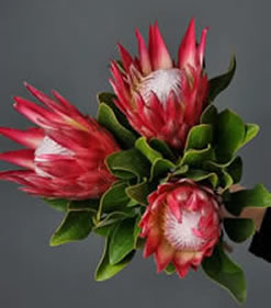Flores de protea