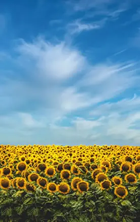 Campos de girasoles