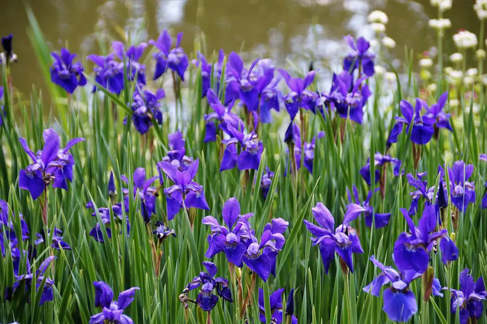 Campo de iris