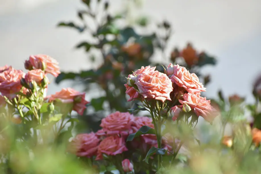 rosas en flor