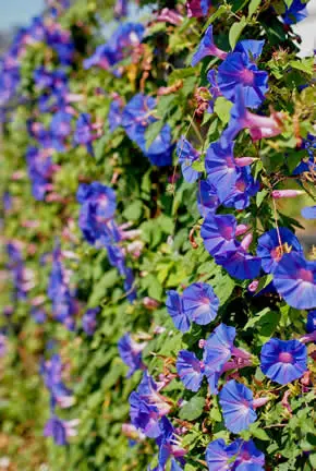 Flores de correhuela