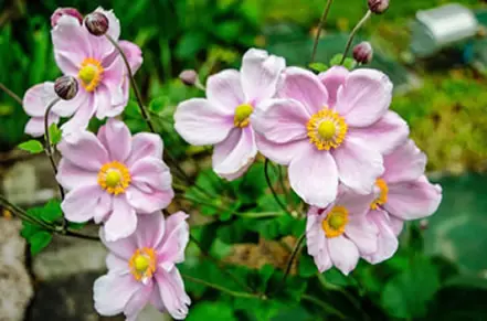 Flores de rosa silvestre