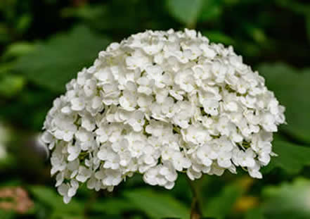 hortensia