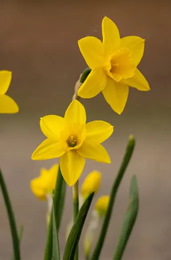 Flores de narciso