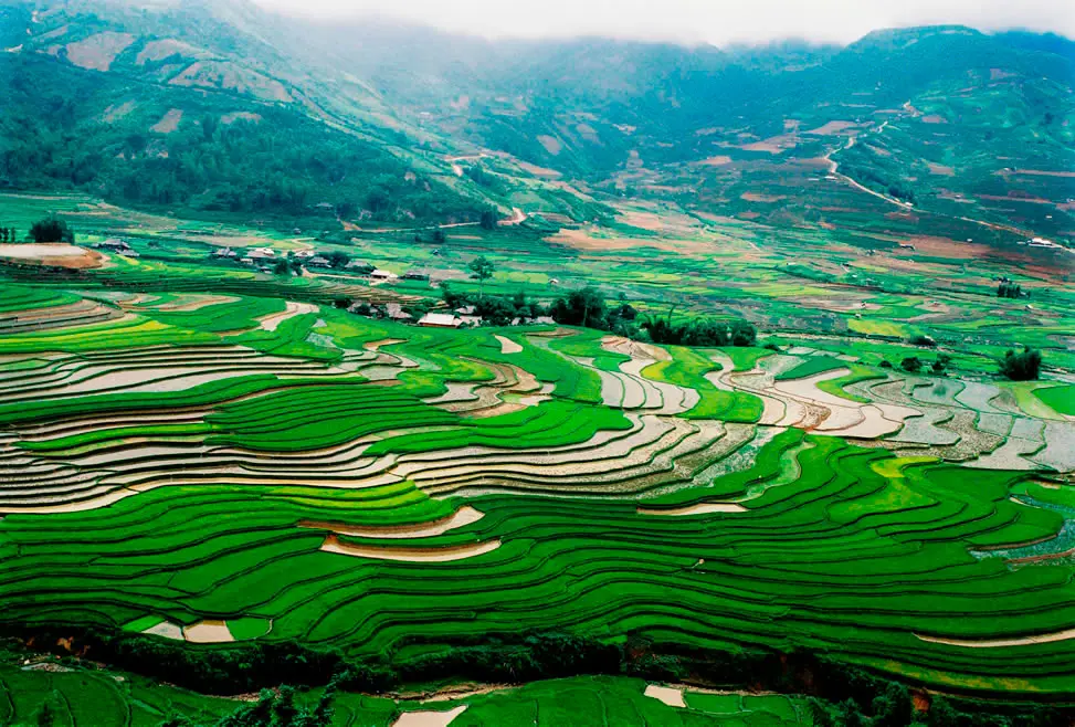 Campo de arroz japonés