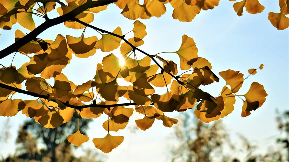 ramas y hojas de ginkgo biloba