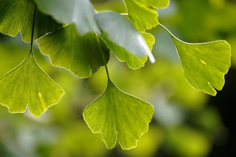 ramas y hojas de ginkgo biloba