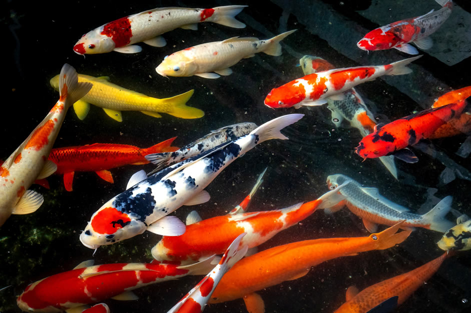 Japanese koi carp