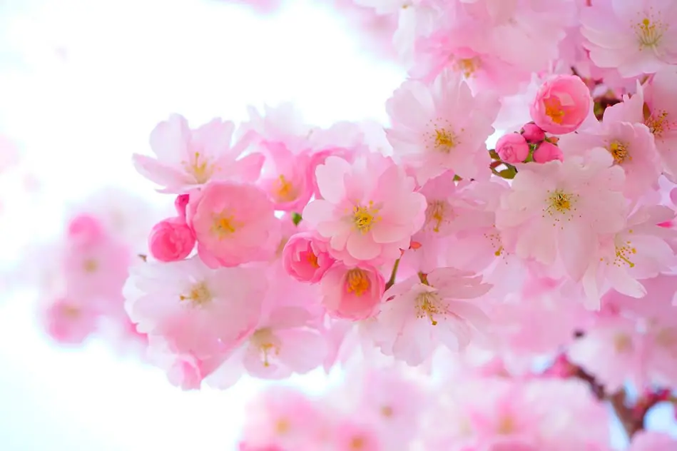 Rama de cerezo en flor