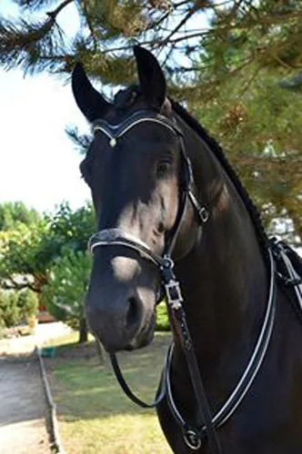 Bijali, dije side pull para caballo en plata y aventurina