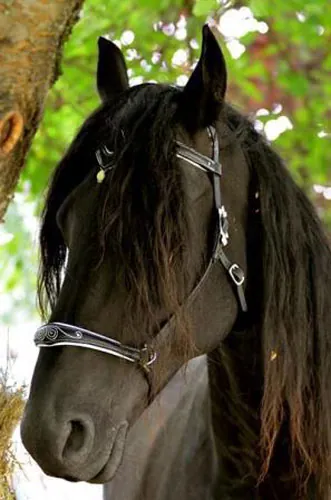 Bijali, dije side pull para caballo en plata y aventurina