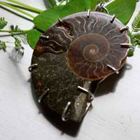 Cephalopod, witness to history pendant in silver and ammonite