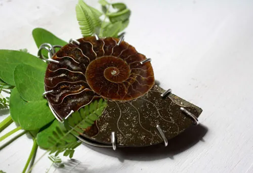 Cephalopoda, dije testigo de la historia en plata y amonita