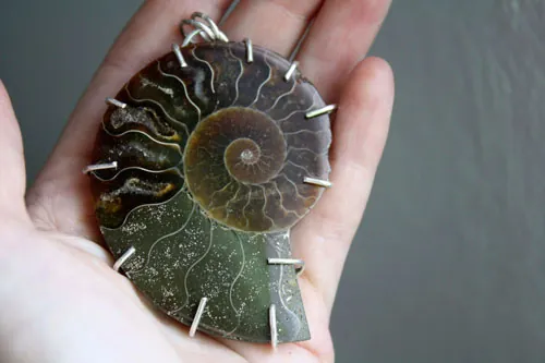 Cephalopoda, dije testigo de la historia en plata y amonita