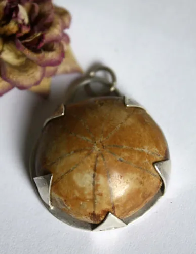 Echinoidea, dije historia de la tierra en plata y erizo de mar fósil