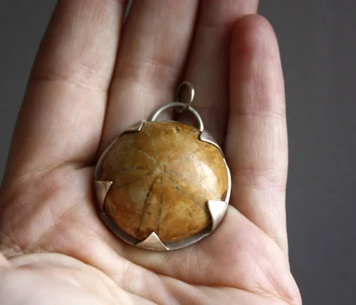 Echinoidea, dije historia de la tierra en plata y erizo de mar fósil