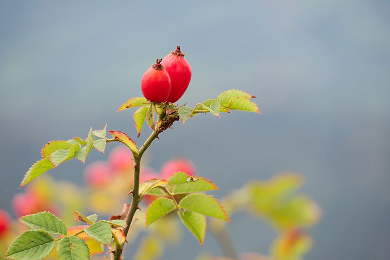 Eglantina de otoño, anillo flor y fruto en plata y cornalina