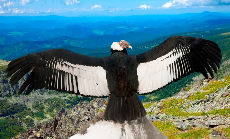 El cóndor pasa, aretes de ave de los Andes en plata y zircón azul