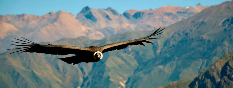 El cóndor pasa, aretes de ave de los Andes en plata y zircón azul