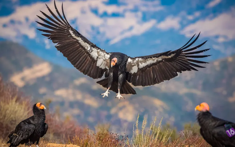 El cóndor pasa, aretes de ave de los Andes en plata y zircón azul