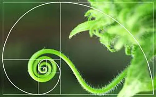 Fibonacci, anillo secuencia matemática en plata