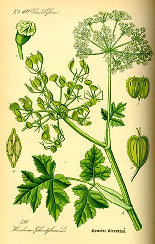 Heracleum, aretes botánicos en plata