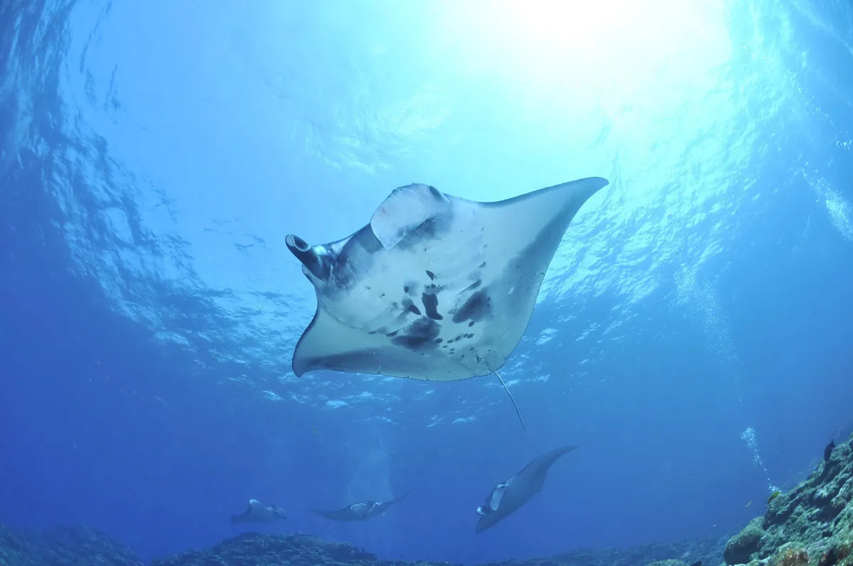 Mantarraya, collar espíritu animal polinesio en plata