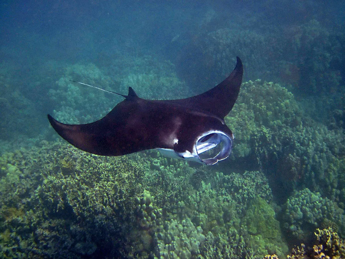 Mantarraya, collar espíritu animal polinesio en plata