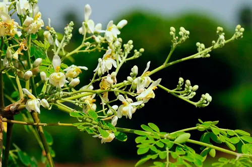 Moringa, collar camafeo botánico barroco en plata