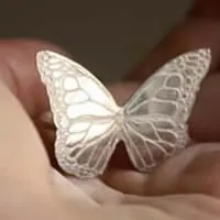 Nymphalidae