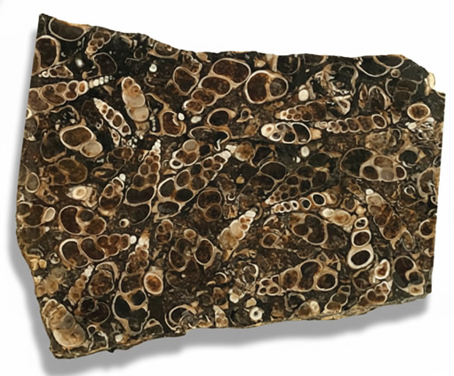 Historia, beneficios y virtudes del ágata fósil o ágata turitella