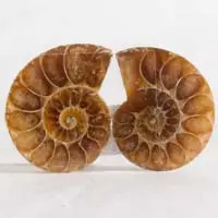 Amonita B cabujón