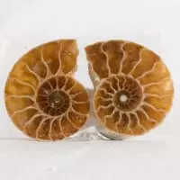 Amonita C cabujón