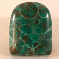 Coral azul fosilizado cabujón