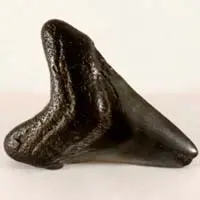 Diente de tiburón fosilizado tooth